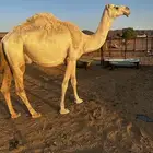 ناقه عشراء