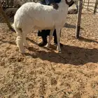 مشروع فحل معرف