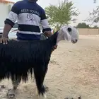 نجدية ثنيه صنف معرفة ( تم البيع )