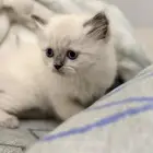 كيتين هيمالايا امريكي