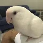 للبيع طيور البينو