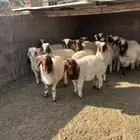 بهم نعيم نظيف ومغلق