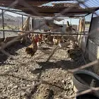 للبيع دجاج