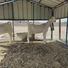 معزا مصريات مشاريك نوادر