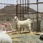 تيس عمره خمس شهور.