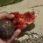 حماط (تين) ايطالي258 من اصناف نوادر التين