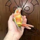 كنيور أناناس رد فاكتور أليف تم البيع