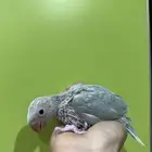 فرخ دره هولندي كلير هد انتاج محلي
