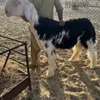 فحل نجدي صنف