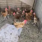 ديكه بلديه للبيع الموقع الحناكية