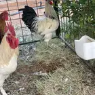 ديوك للبيع