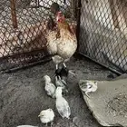 دجاجه عربي عليها 6 فروخ
