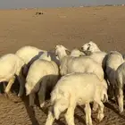 بهم طيب بالحيل