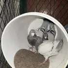 جوز حمام هومر مستوي عالي الصحه شرط