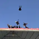 ازواج قطايف