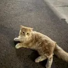 قط للتبني
