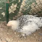 فروخ دجاج   بورهم  عدد15  تزود وتنقص