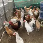 دجاج بلدي تم البيع