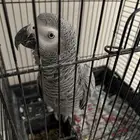 ببغاء كاسكو أفريقي