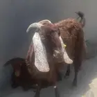 للبيع عنز دافع علي الكشف