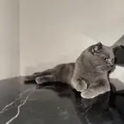 سكوتش ستريت بلو