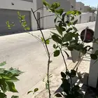 شتلات ليمون برازيلي ودومبيا