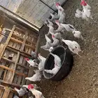 دجاج فيومي المنيوم