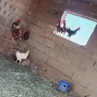 للبيع ديكه