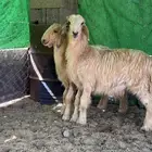 طليان