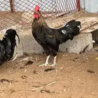اثنين ديكوك مهجن من ام كوشن وديك بلدي م شاء الله قزم وحجم