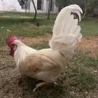 ديك عربي