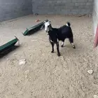 عنر كفو فل شحم السن جذعه قدهي ب تثني الدفاع العالم الله