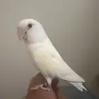 روز البينو اينو