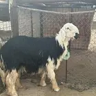 فحل نجدي