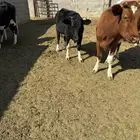 بقر نوع هولندي للبيع مع عجوله