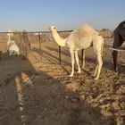 قعدان