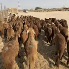 سواكن