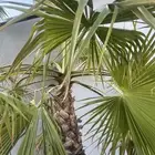 نخل واشنطني