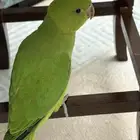 ببغاء اليف جدا العمر ثلاث شهور