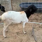 بربري جذع و ثني