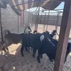 للبيع تيوس وجفار