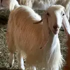 معزه عوارض بيض