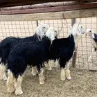 خرفان للبيع