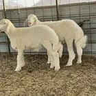 طليان مقفله شحم للبيع