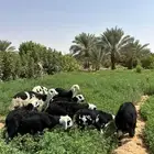 نجد طليان ورخال للبيع