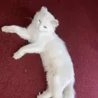 للتبني
