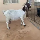 عنز حليب هجين بورقت