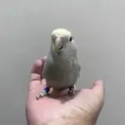 روز اليف لون مميز