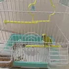 عصفور بادجي أليف و لطيف