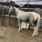 حصان بوني هادي جدا